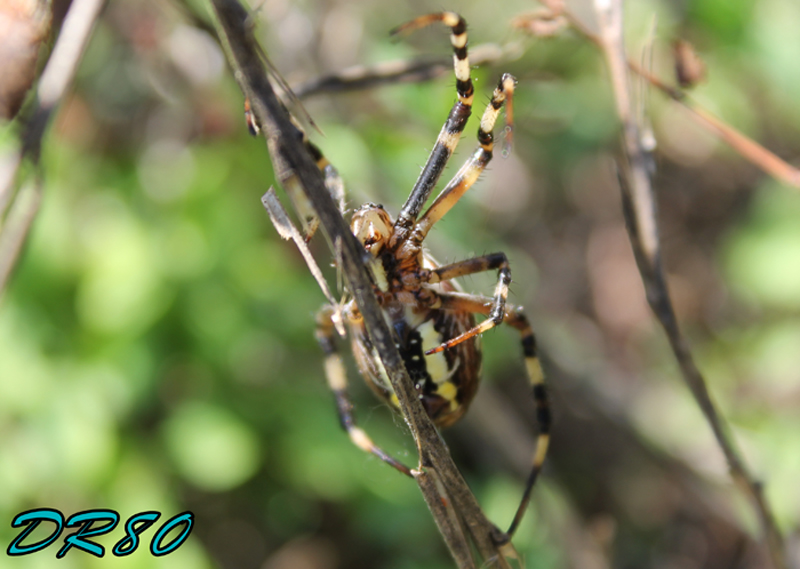 Femmina adulta di Argiope bruennichi?